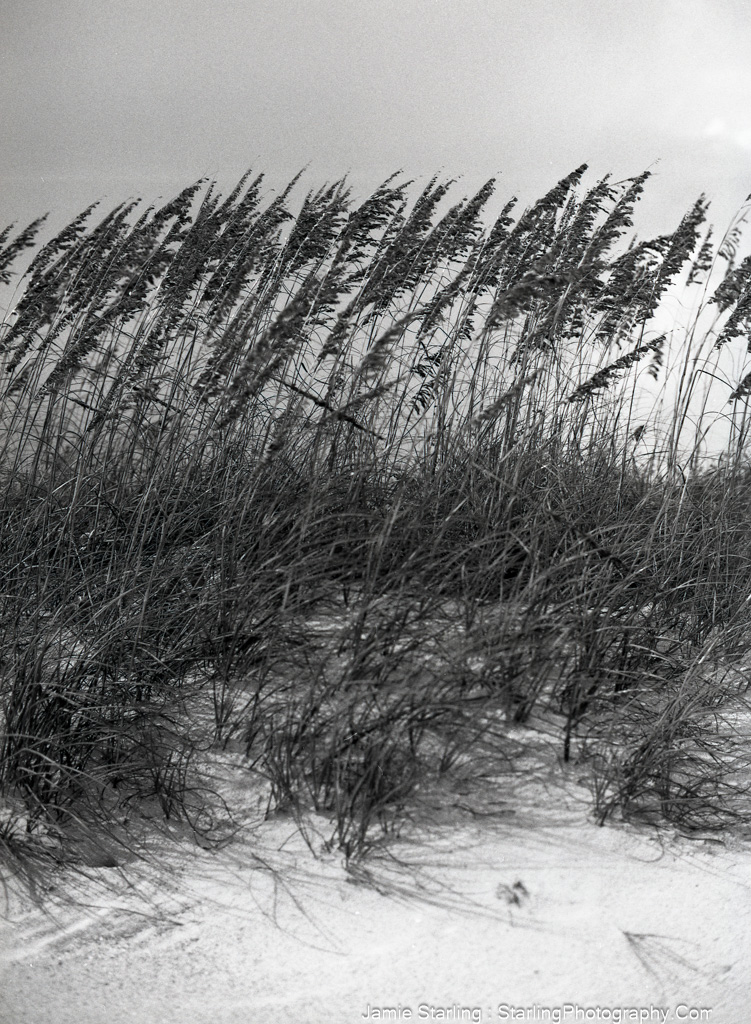 Tall grasses swaying gently in the wind on a coastal dune, symbolizing resilience and the strength that comes from flexibility and adaptability.