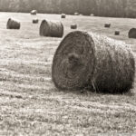 Hay bales scattered across a field, symbolizing the rewards of patience, dedication, and the natural cycles of life.