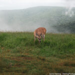 A deer grazes peacefully in a misty mountain meadow, symbolizing the balance between accepting life’s flow and shaping one’s path with intention.