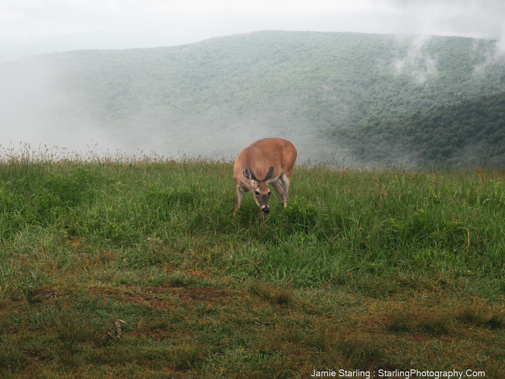 A deer grazes peacefully in a misty mountain meadow, symbolizing the balance between accepting life's flow and shaping one's path with intention.