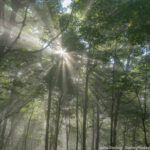 Sunlight streaming through a forest, with rays of light creating a serene and mystical atmosphere, representing the different paths we encounter and the importance of staying rooted in our true selves.