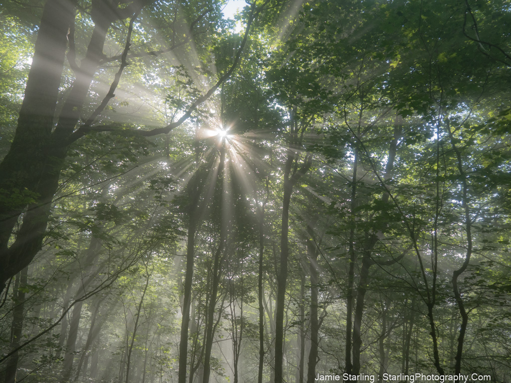 Sunlight streaming through a forest, with rays of light creating a serene and mystical atmosphere, representing the different paths we encounter and the importance of staying rooted in our true selves.