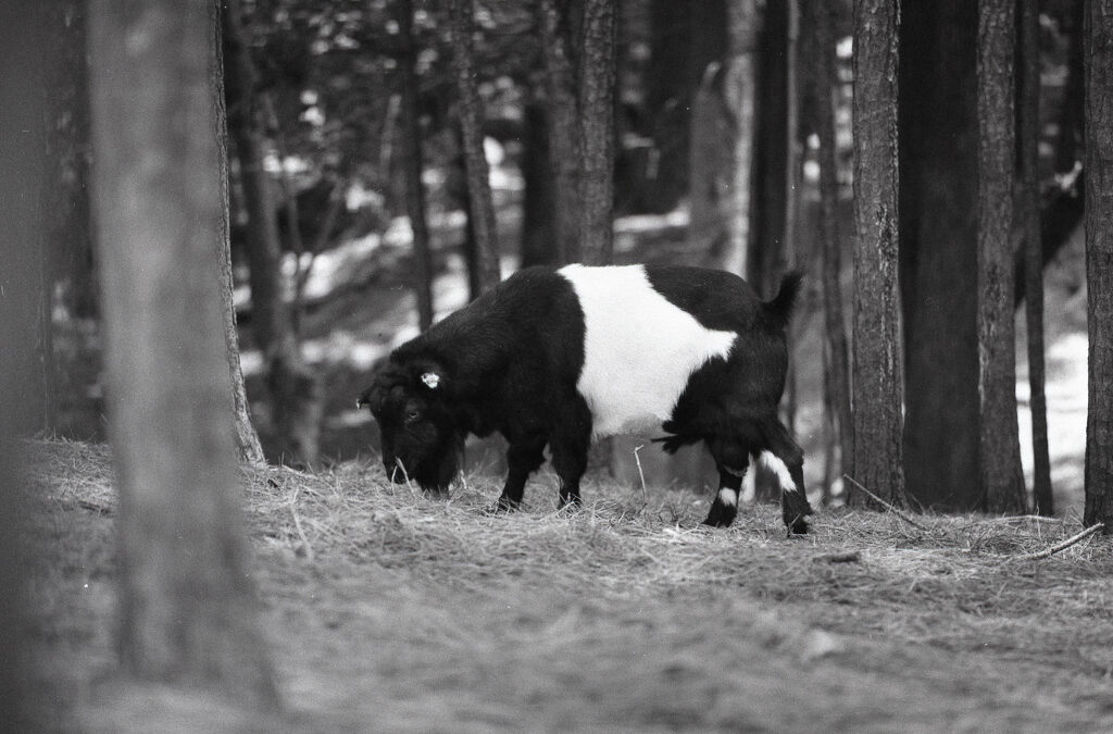 The Power of Quiet Observation : What a Goat in the Forest Can Teach Us About Photography