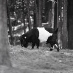 Black-and-white photograph of a goat grazing in a forest, symbolizing the power of quiet observation and mindful photography.