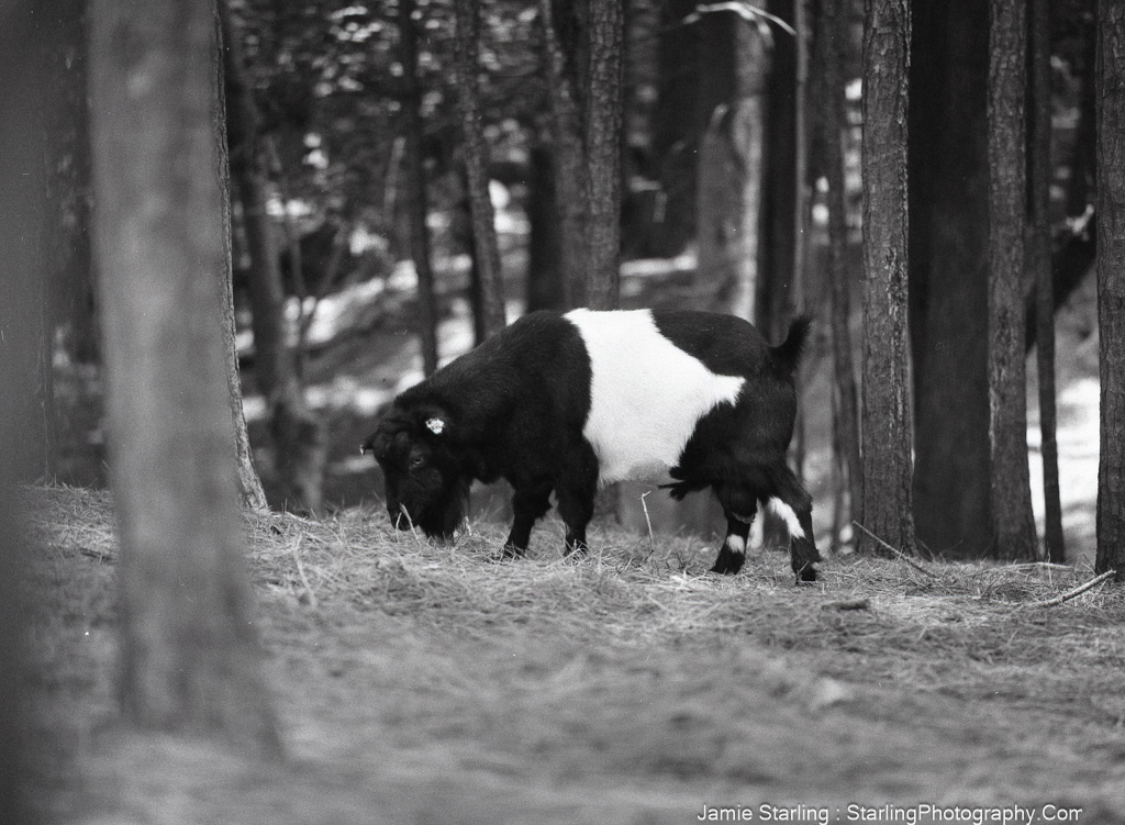 Black-and-white photograph of a goat grazing in a forest, symbolizing the power of quiet observation and mindful photography.