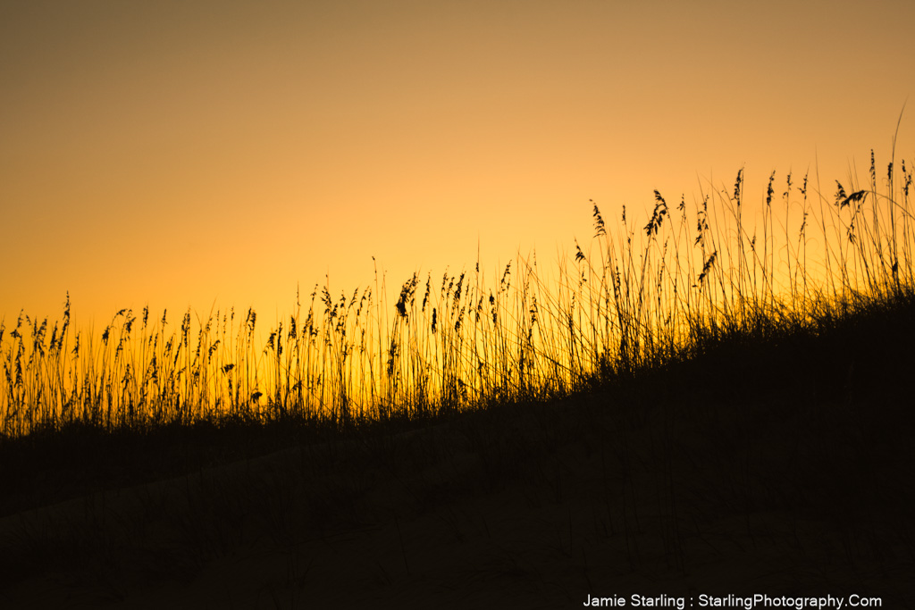 A sunset casts a golden glow over tall grasses, symbolizing resilience and the beauty of change.