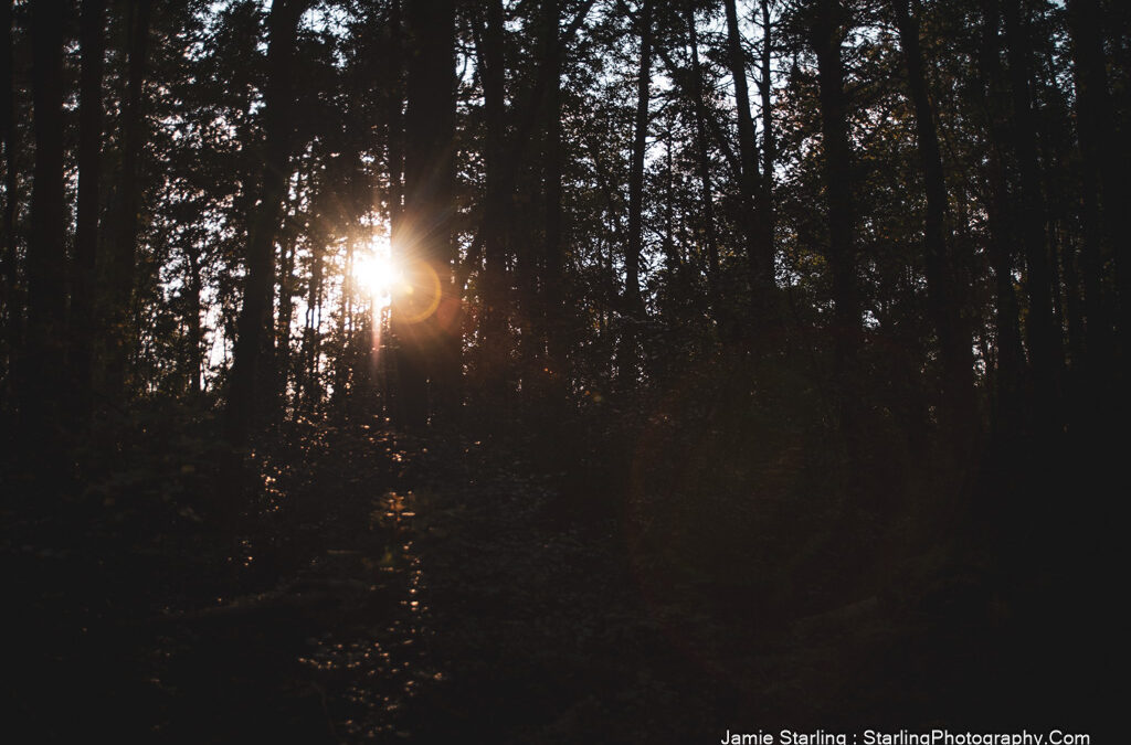 When the Light Finds You : Lessons from the Forest