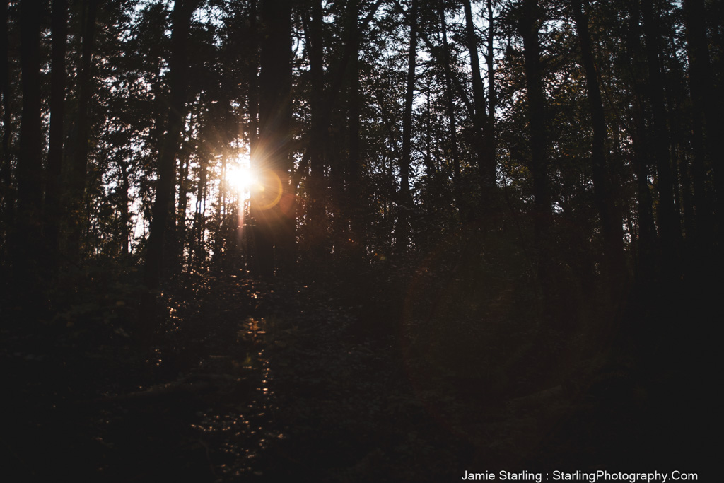 Sunlight breaking through a dense forest, casting shadows and creating a tranquil scene that invites reflection and a deeper connection to the inner journey.