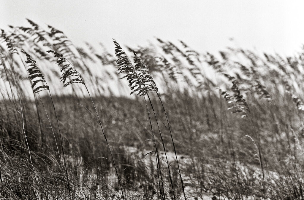 How a Photograph of Swaying Sea Grasses Teaches the Beauty of Flexibility and Resilience in Life’s Changes