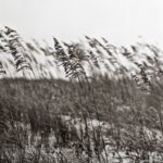 Grasses gently swaying in the wind, symbolizing resilience and the beauty of embracing change.