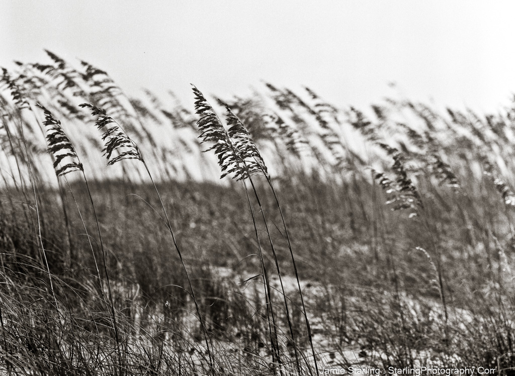 Grasses gently swaying in the wind, symbolizing resilience and the beauty of embracing change.