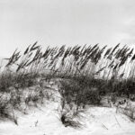 Tall grasses leaning into the wind on a sandy dune, symbolizing resilience, flexibility, and the strength found in embracing life’s challenges.