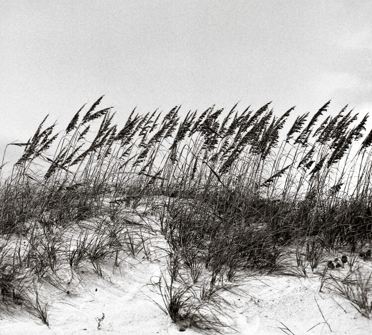 How Photography of Windswept Grasses Reveals the Powerful Life Lesson of Bending Without Breaking in the Face of Challenges