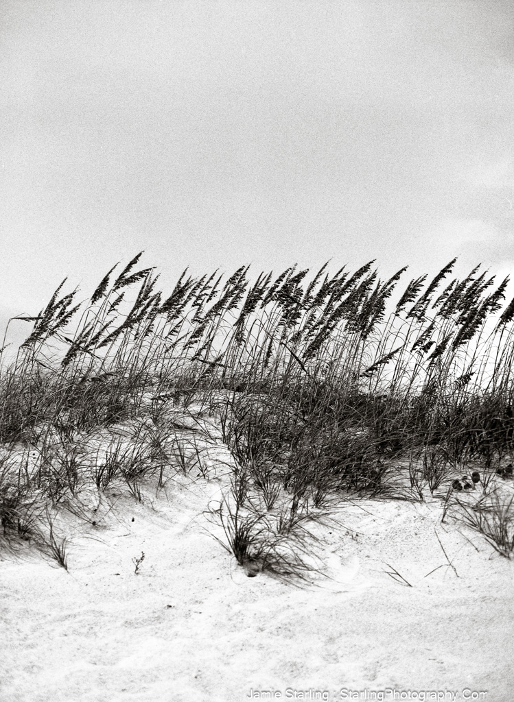 Tall grasses leaning into the wind on a sandy dune, symbolizing resilience, flexibility, and the strength found in embracing life's challenges.