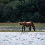 A peaceful horse grazes near the water’s edge, reflecting the tension between staying in comfortable illusions and the courage to seek deeper truths.