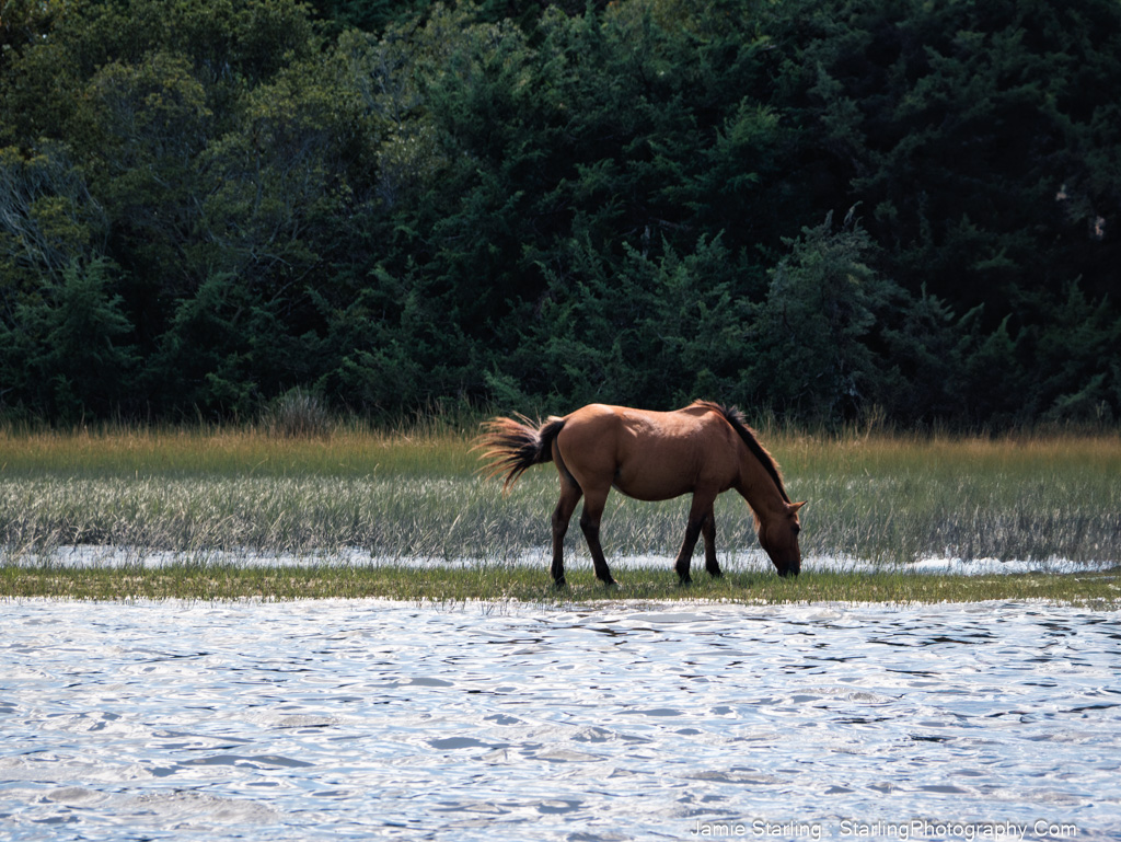 A peaceful horse grazes near the water’s edge, reflecting the tension between staying in comfortable illusions and the courage to seek deeper truths.