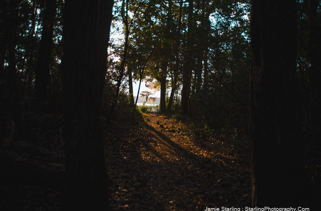 How a Photograph of a Forest Path Illuminates the Journey from Darkness to Light in Life’s Challenges and Growth