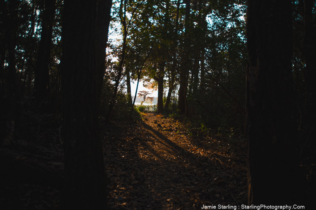 A forest path leading from shadow to a bright clearing, symbolizing the journey from uncertainty to clarity in life’s challenges.