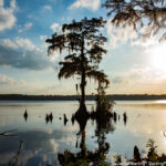 A serene lake with a lone tree standing in the water, reflecting the sky and surrounding landscape, symbolizing the power of stillness, reflection, and inner peace.