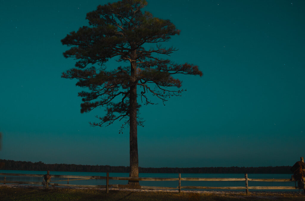 The Quiet Resilience of a Lone Tree : A Reflection on Stillness in Photography