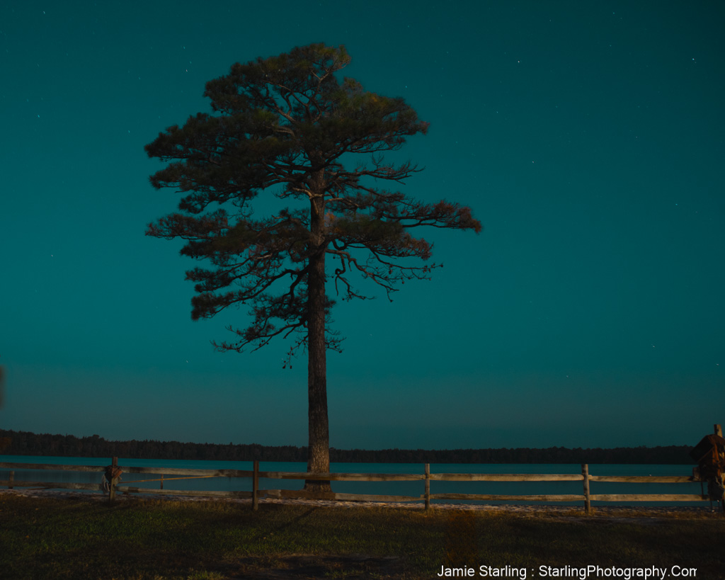 A solitary tree silhouetted against a deep blue night sky with faint stars, symbolizing resilience, stillness, and the power of quiet strength.