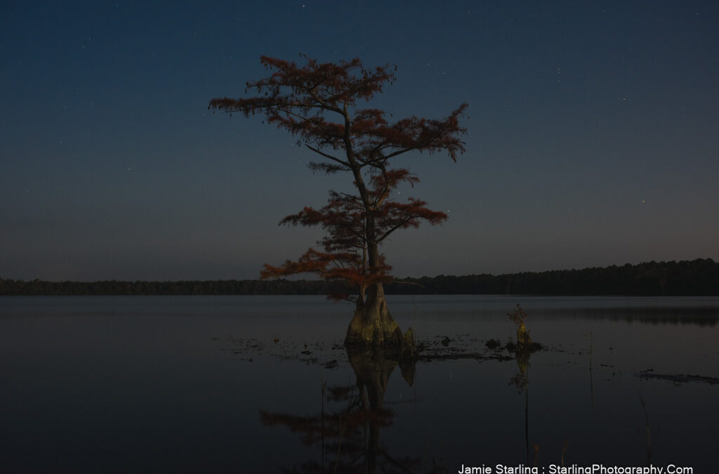 How Nighttime Photography Receives the Serenity and Strength of Stillness : Reflections on a Lone Tree in the Calm Waters