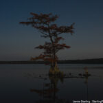 A lone tree stands in still waters under a night sky, reflecting peace, resilience, and the power of stillness.