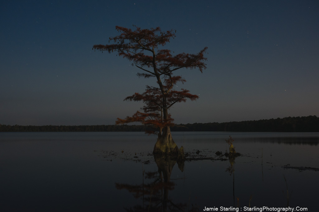 A lone tree stands in still waters under a night sky, reflecting peace, resilience, and the power of stillness.