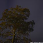 A tall tree illuminated softly against the dark night sky, symbolizing resilience and quiet strength in nature.