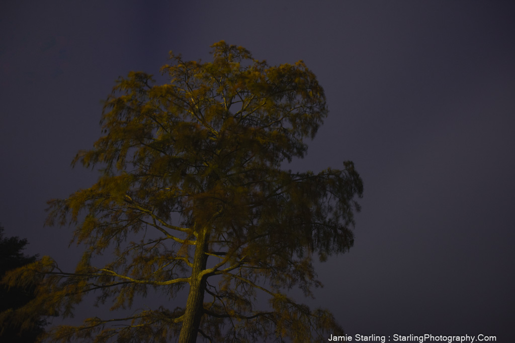 A tall tree illuminated softly against the dark night sky, symbolizing resilience and quiet strength in nature.