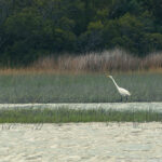 A white egret standing alone in a marsh, representing the journey of breaking free from societal constructs and awakening to personal freedom.