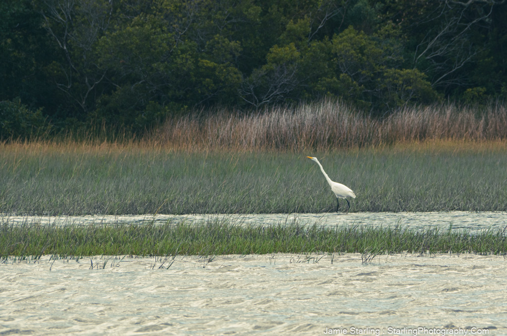 A white egret standing alone in a marsh, representing the journey of breaking free from societal constructs and awakening to personal freedom.