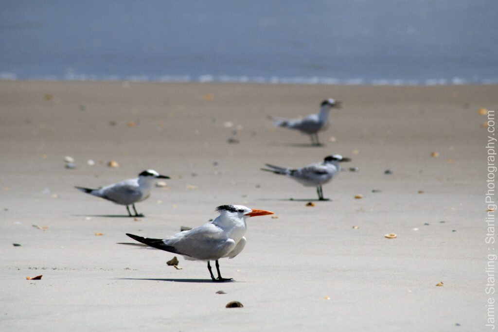 Royal Terns - Royal Terns