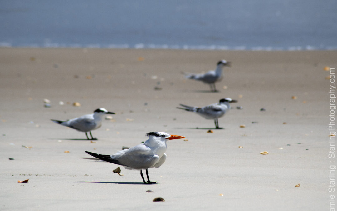 Royal Terns