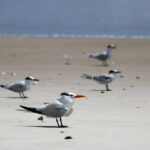 Royal Terns