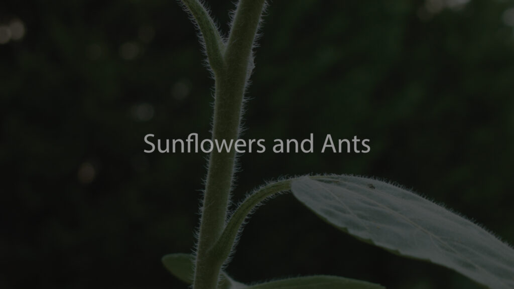Sunflowers and Ants - Sunflowers and Ants