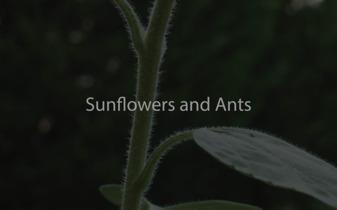 Sunflowers and Ants