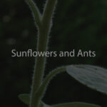 Sunflowers and Ants