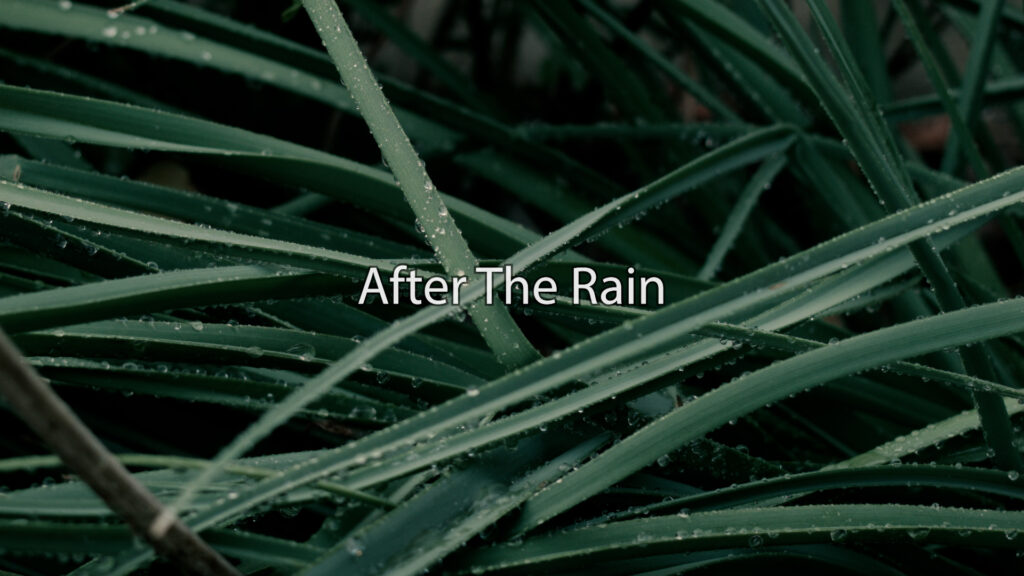 aftertherain - After The Rain
