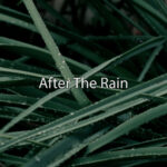 aftertherain