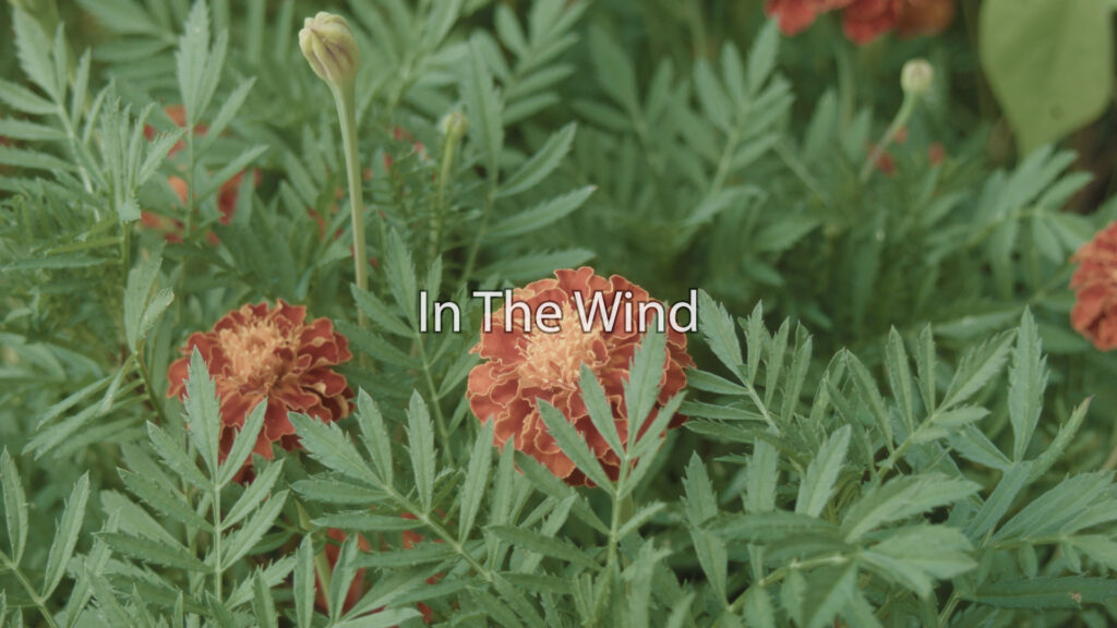 inthewind - In The Wind