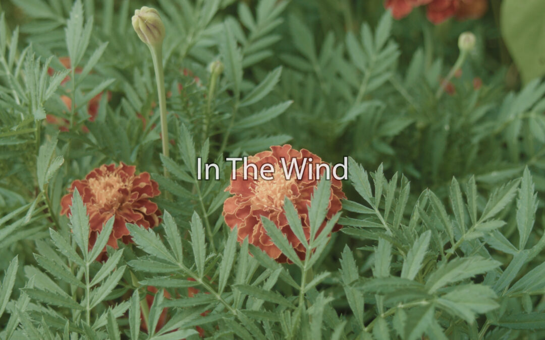 In The Wind