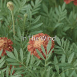 inthewind