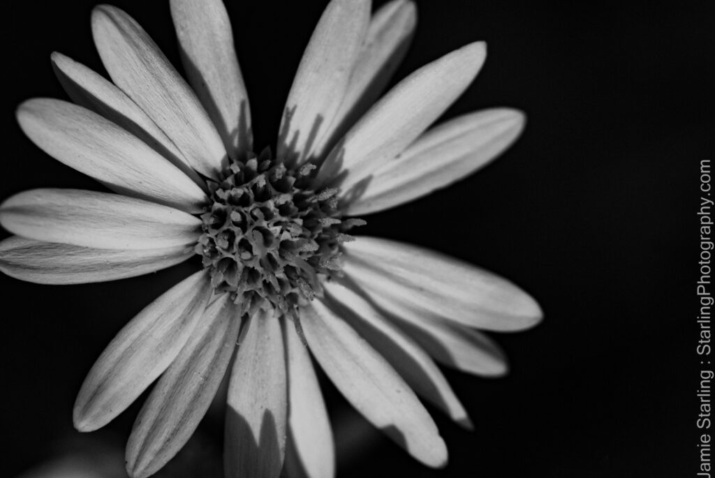 yellow flower black and white - Yellow Flower Black and White
