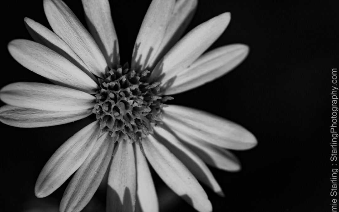 Yellow Flower Black and White