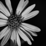Yellow Flower Black and White